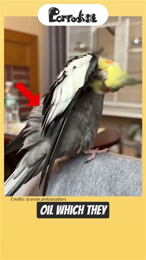 Why Do Parrots Preen? 🪶