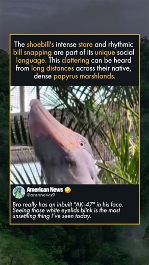 THE PREHISTORIC BIRD THAT SOUNDS LIKE GUNFIRE