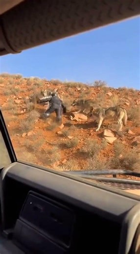 Spiky Suit vs. Wolf Pack: Incredible Wilderness Showdown! 🐺 #wildlife #wolves #nature