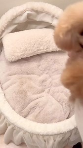 80K views · 2.5K reactions | Perfect shoot 殺❤ #poodlepuppy #poodlelove #poodle #poodlemix #poodlesofinstagram #reelsfb #reelsusa #reelsvideo | Poodle Lover | Facebook