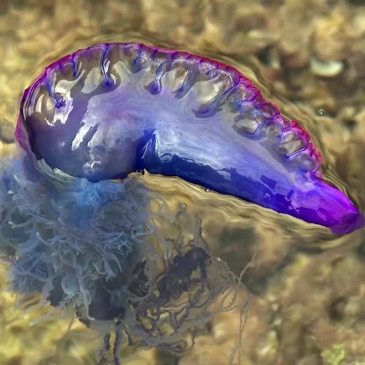 It's NOT a jellyfish – and not a single animal... Meet the Portuguese man o' war! Just don't touch! | Animal Planet