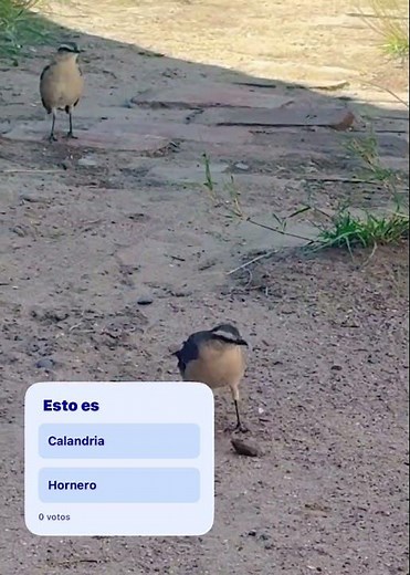 Hornero o calandria #wildlife #aves #calandria