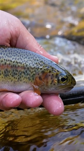 58K views · 803 reactions | Fly Fishing for Rainbow Trout The Complete Guide! | Venturesflyco | Facebook