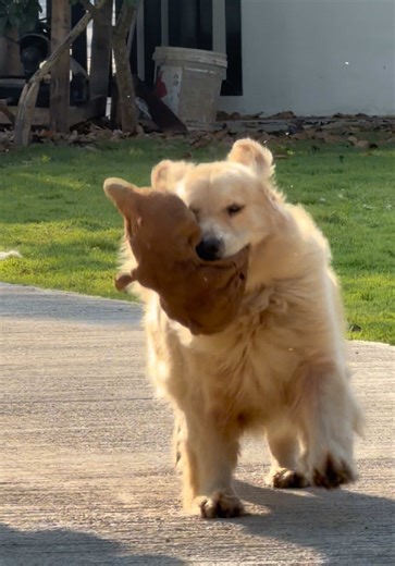 โกลเด้นรีทรีฟเวอร์น่ารักวิ่งเล่นอย่างสนุก