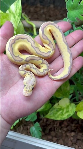 LOOK at this Blade Banana Pastel Clown Ball Python 🍌