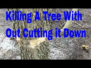 Killing a tree with it standing/ Girdling. #deer #deerhunting #foodplot