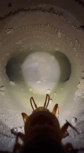 "Journey into the unseen world of Antlion Larvas: where survival thrives in shadows and community bl