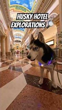 Sniffing Around the Fancy Palace✨ Husky Hotel Explorations🥸