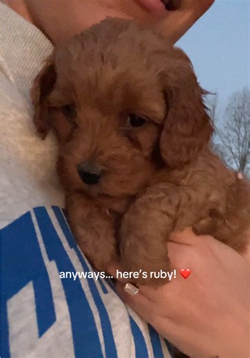 Excited to Pick Up My First Cavapoo Puppy!