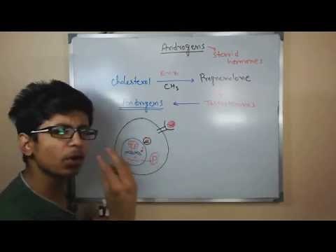 Androgens | testosterone hormone