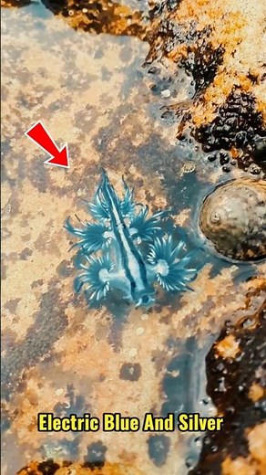 The Blue Dragon Is One of the Craziest Creatures in the Ocean 😳