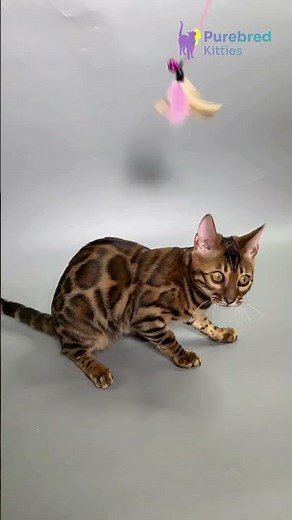 Meet Gabriella: The Bold Black Spotted Tabby Bengal with Dazzling Gold Eyes ✨🐆 #Bengal