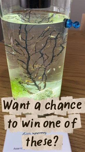 🦐✨ “Build Your Mini Universe” TikTok Giveaway ✨🦐 Prize: 🎁 FREE Shrimp Ecosystem with LED Light (limited-edition glow setup) 🔥 How to Enter (Simple Viral) \t1.\tFollow your TikTok account \t2.\tLike the contest video \t3.\tComment: \t“Where would you put your mini universe?” (desk, nightstand, office, classroom, etc.) \t4.\tBONUS ENTRY: 📲 Share the video to your story or repost (extra bonus if they tag a friend who’d love it) 🎥 Contest Video Hook (Use This) “I’m giving away a REAL living un