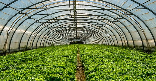 Deloitte Greenhouse | Deloitte Canada