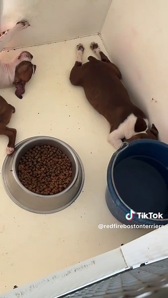 🐾 Triple the cuteness! 🐾 Our 3 Boston Terrier babies are all tuckered out after a morning full of zoomies and playtime. Now it’s snuggle-and-nap time — the best part of the day! 💕🐶 Check them out at RedfireBostonTerriers.com – you won’t be able to resist these sweet faces! 🐾✨ #RedFireBostonTerriers #BostonTerrierLove