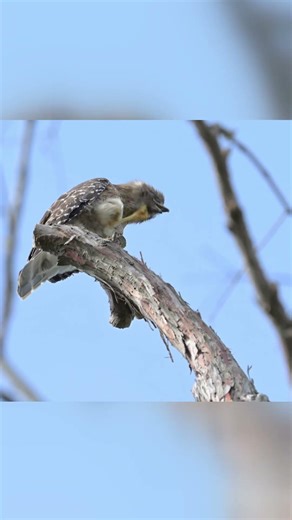 That Hawk Plumage is Insane 🦅 #wildlife #shorts #photography