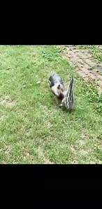 are they fighting or playing? 🤣😂 | I love yorkies