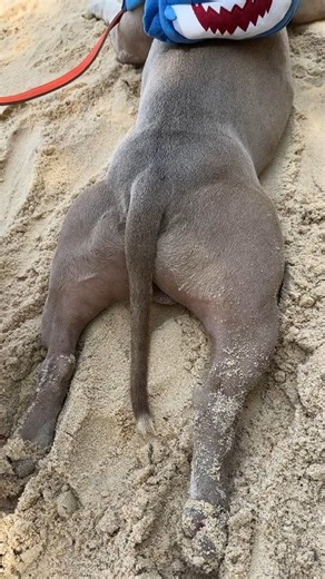 Modelo kkk #pitmonster #americanbully #pitbull #fy | Ragnar.Oficial