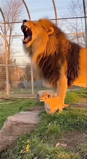 BABY LION TRIES TO ROAR LIKE HIS DAD 😂 #shorts