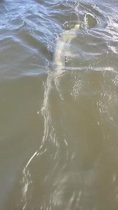 92K views · 333 reactions | The common snook is without a doubt one of Florida’s favorite inshore game fish. ⁠ ⁠ These fish provide a formidable challenge to anglers of all skill levels, testing tackle with acrobatic jumps, screaming runs and more. ⁠ ⁠ Furthermore, snook, particularly big ones, are very wary predators and won’t fall for just any presentation. ⁠ ⁠ Get the big ones to bite with these tactics & tips: https://bit.ly/3WXVxOG | Florida Sport Fishing | Facebook