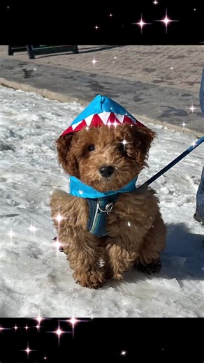 First time in the snow! #minipoodle