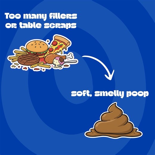 What you feed your pup really shows up later. 👀 Firm, soft, stinky — we’ve seen it all. Your dog’s diet might change… but your yard still needs Poop911. 🐶✨ 👉 https://signup.poop911.com/signup/step1 | POOP 911