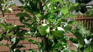 Rain Gutter Grow System Update