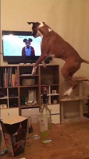 Buzz the Boxer Loving John Lewis Advert 2016