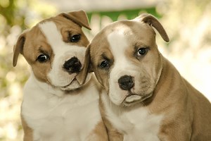 antibody titer tests »  Shelter Medicine Program » College of Veterinary Medicine » University of Florida