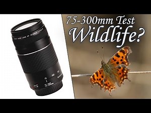 Can a Cheap Lens Take Amazing Wildlife Photos?