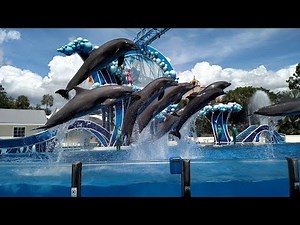 SeaWorld Orlando Dolphin Show
