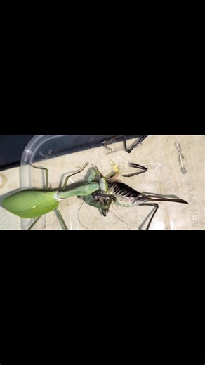 #mantis vs #langosta | Pelea de insectos 2.0