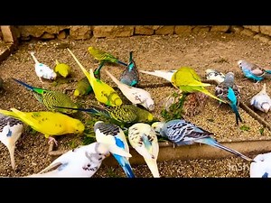 Happy Budgies Parakeet Sound Video | Budgies breeding season start