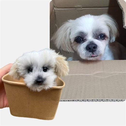 Custom Stuffed Dog Plush, Personalized Pet Memorial Gift - Etsy