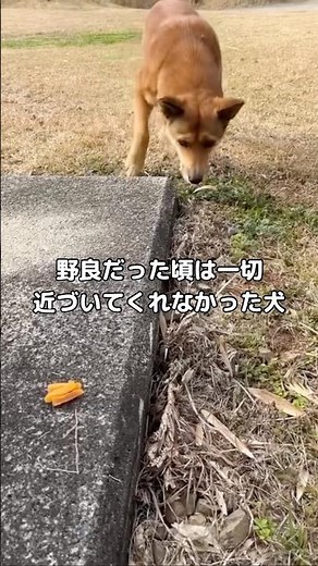 指1本触れられなかった野良犬が家族になった話 #保護犬 #野良 #shorts