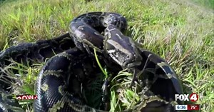Florida Fish and Wildlife offers youth python hunting program