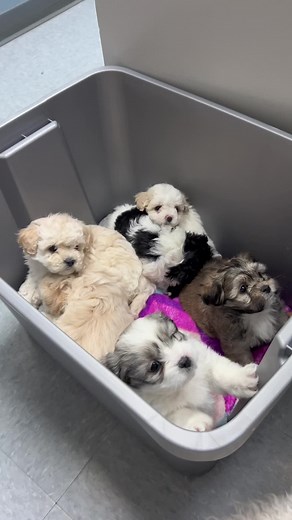 Adorable Shichonpoo Puppies' First Vet Visit