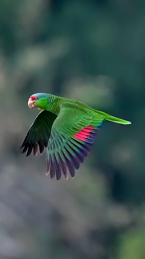Rad-crowned Parrot in flight. What a beauty. 😍 #RedCrownedParrot #birdwatching #wildlife #birds | Tohid Azimi