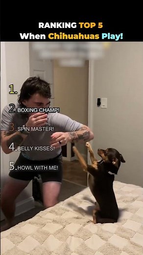 When Chihuahuas Play!