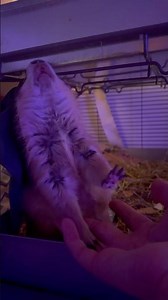 Late night WAHOO and sweet preening ❤️🤗 #prairiedog