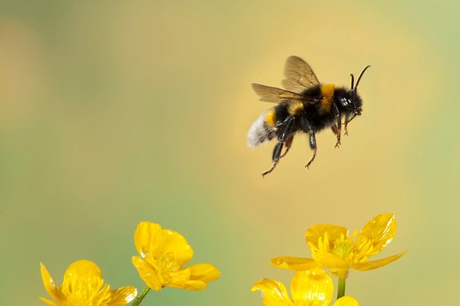 9 ways that you can help save our bees