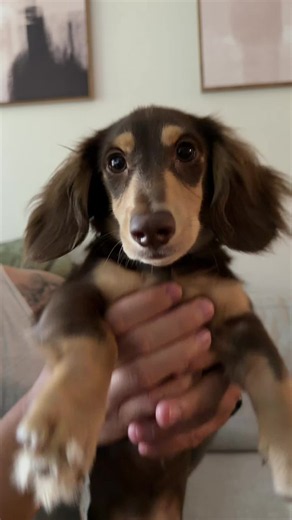 Dachshund Dance Party: Cute Puppy Dance Trend Clip