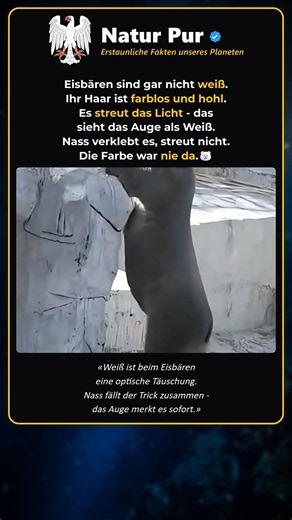 🐻‍❄️Der Eisbär ist gar nicht weiß - die Farbe war nie da🐻‍❄️