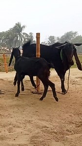 Two goats enjoying a beautiful moment I cute animal। advance goat farm #reelsvideo #reel #reels #shorts #viralreel #Reels #reelsfb #reelviral 2025 24apr e1 | Advanced Goat Farm