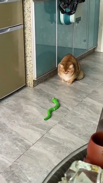 Why Do Cats Always Win Against Snakes? 🐱🐍 Shocking Truth!#shorts #viral #cat #snake #trending