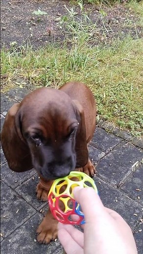 Bayerischer Gebirgsschweißhund. Bavarian mountain scent hound.