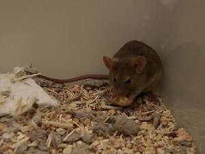 Intranasal Administration of CNS Therapeutics to Awake Mice