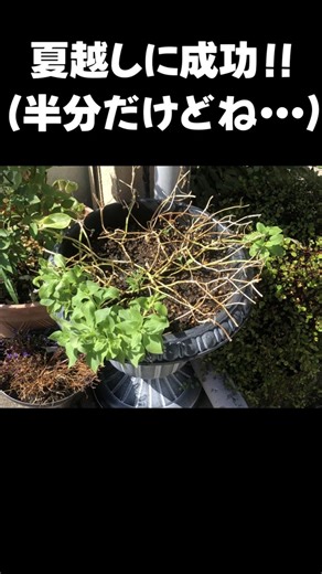 サフィニア夏越し成功！でも冬は…？#サフィニア #サントリーフラワーズ #ガーデニング #成長記録 #サフィニアプレミアム #夏越し #冬越し #園芸 #花のある暮らし #Shorts
