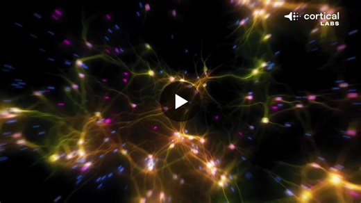 A petri dish of human brain cells just learned to play DOOM. Cortical Labs grew around 200,000 neurons on a silicon chip, connected them to a computer via a microelectrode array, and let them learn.… | Noam Schwartz