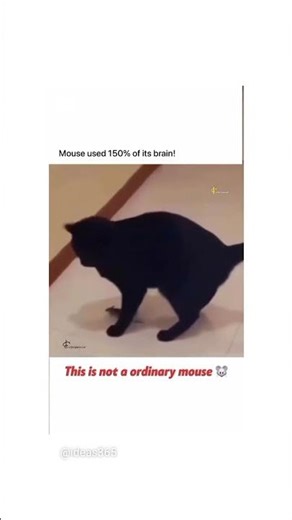 #viral #volumeup #bangladesh #catv #mouse #brain